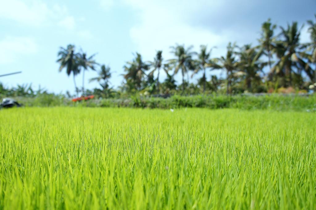 Barn N Bunk Hotel Gianyar  Luaran gambar