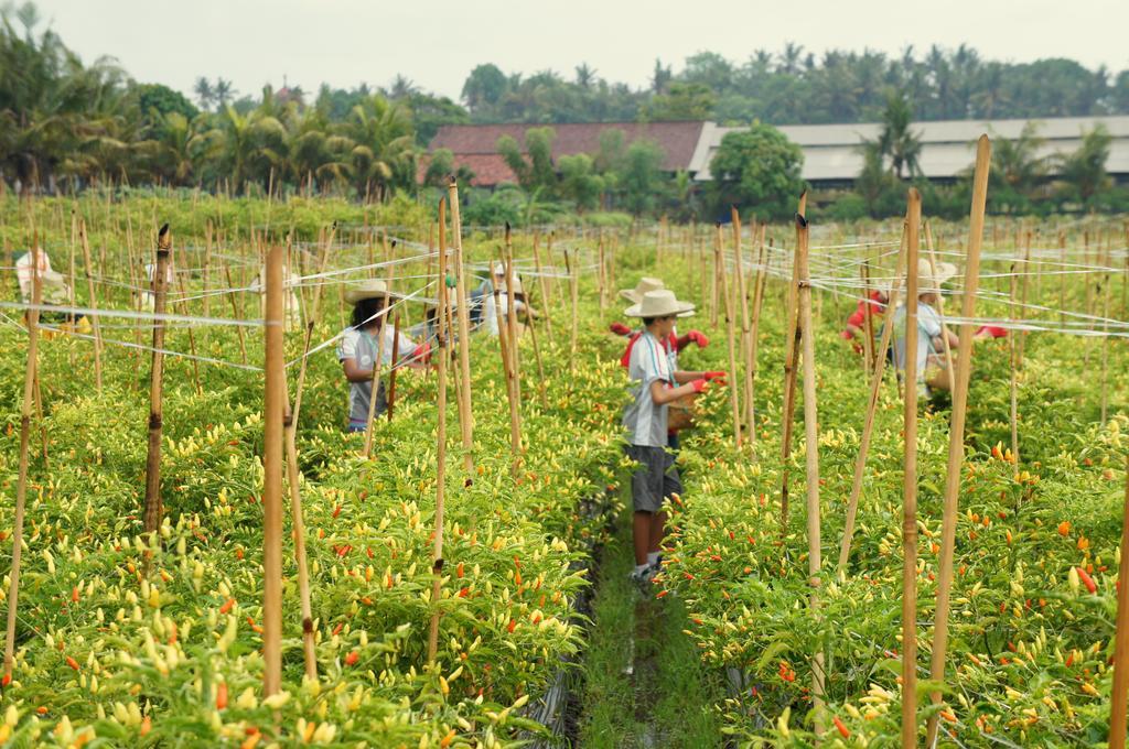 Barn N Bunk Hotel Gianyar  Luaran gambar